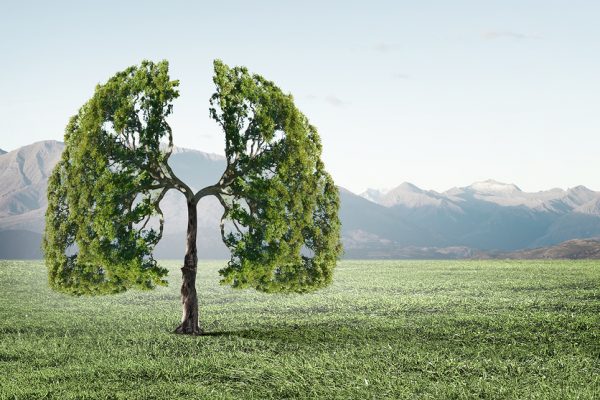 Conceptual image of green tree shaped like human lungs